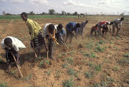 Modernisation de l'agriculture industrielle en Afrique