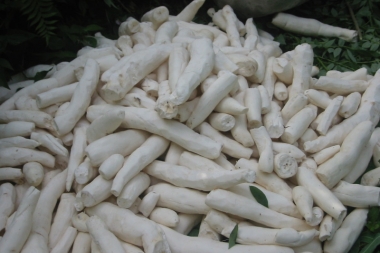 Creation d'unité de production de manioc précuit – stérilisé et emballé sous vide