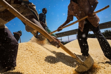 Creation d'usine de transformation du maïs et du blé en Afrique