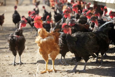 Creation d'unité de vente de poulets, canards et oies à la ferme