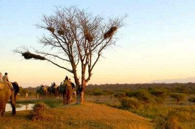 Parcours d'aventure dans les arbres en Afrique