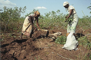 Modernisation de l’Agriculture en Afrique