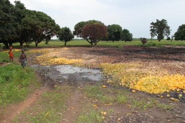 La produzione et tranformation de la mangue en Africa