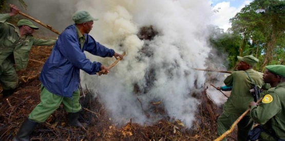 Développement de biocombustible en Afrique